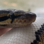 Snakes unlimited