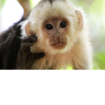 Monkey and games