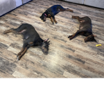 Doberman pinschers are the best