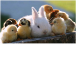 Animal Care and love