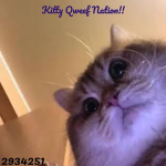 Kitty Qweef Nation
