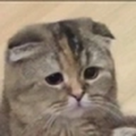 something pog