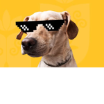Cachorro de amizade