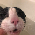 Soaking Cat Games