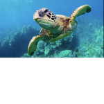 Turtles are in danger, SAVE THE TURTLES
