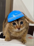 Tabbit Sanctuary