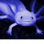 Axolotl fan group!!!!!!!!!!!!