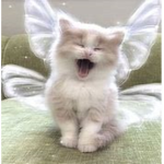 fairy_k1tty