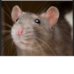Rat Ta Tat Tat