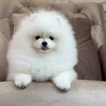 FAN UwU
