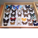 The Butterfly Groupx