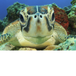 turtle good