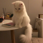 Kotik_