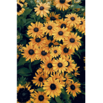 flowers_squad
