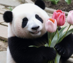 Amazing_Pandas