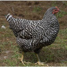 The chocoholic chickens's FFA!!