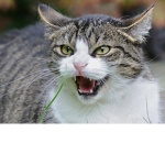 Cat's United!!!