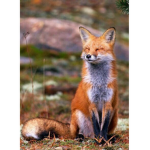 Foxes is love