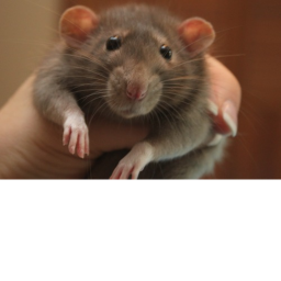rat game