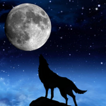 Loup7907