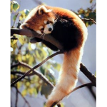 Red Panda Haven