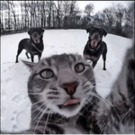 the kitty group !