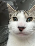 kittymeoww Group Thumbnail