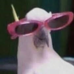 The birds cool