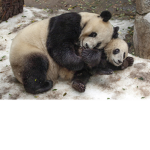 PANDA LOVE ONLY