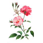 Wilted Rose Aesthetic Clothing