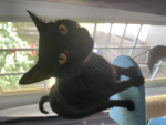 Back cat group
