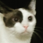 Epikk roux