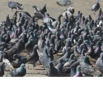 da gang yes da gang