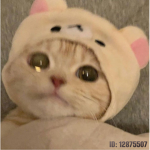 kittenღ