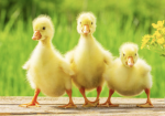 Alpha Duck Community