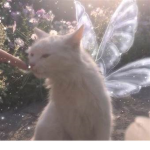 -kitty’s-