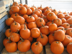 The Pumpkin Association