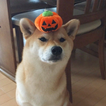 Pumpkin Clothing ###