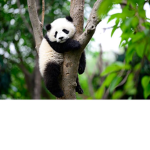 Les pandas d amours