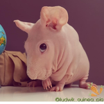The Magical Rats Of Stupidness