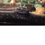 The Kingdom of Reptiles