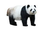 Panda Apparel