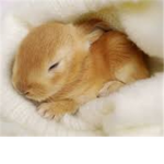 Bunny,Puppy,Kitty fans