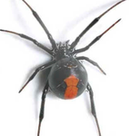 Femalespider