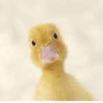 The Hideous duck army