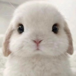 .ღ.