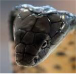 goober snake gang