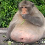 æugh