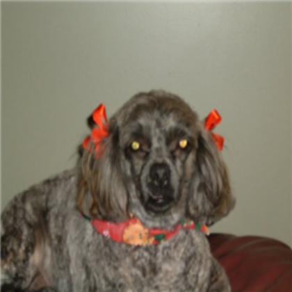 dog Roblox decal