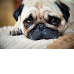 PUG WARRIORS OF FREEDOM